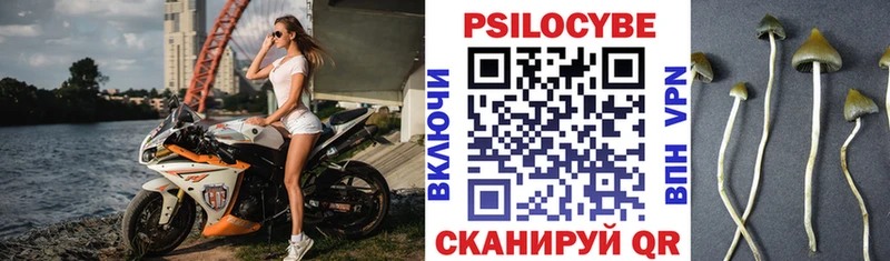 цены Красногорск Галлюциногенные грибы Psilocybine cubensis